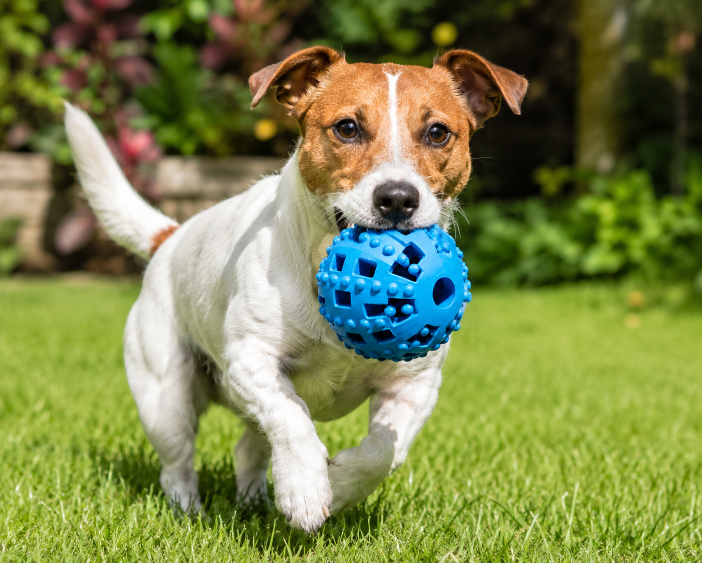 Playful Jack Russell Terrier running with a blue chew toy in a lush garden